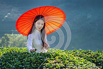 Asian woman wearing Vietnam culture traditional in green tea field Stock Photo