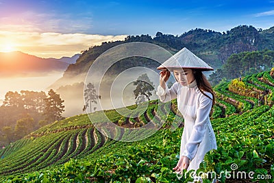 Asian woman wearing Vietnam culture traditional in strawberry garden at sunrise. Stock Photo