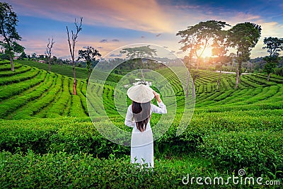 Asian woman wearing Vietnam culture traditional in tea plantation in Chiang Rai, Thailand Stock Photo