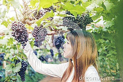 Asian Woman winemaker checking grapes in vineyard Stock Photo