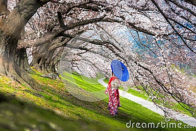 Asian women wear traditional kimonos Looking at Sakura tree,Japan Stock Photo