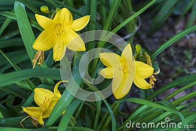 Asian yellow lily flower, with green leaf background Stock Photo