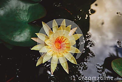 Asian yellow lotus flower in pond Stock Photo