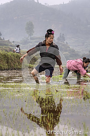 Asian young farmer woman walks barefoot through mud of ricefield Editorial Stock Photo
