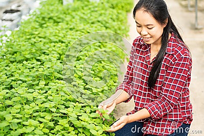 Asian woman farmer picking pepper mint leaf Stock Photo