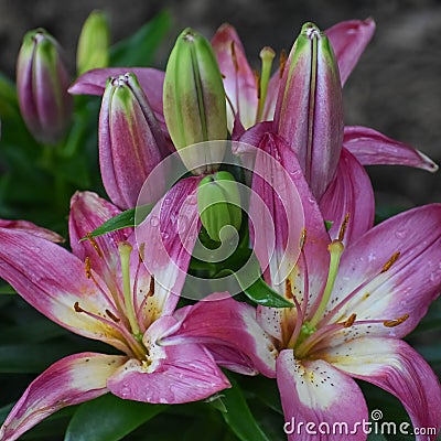 Asiastic Lillies Blooming in Garden Stock Photo