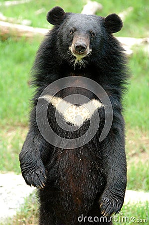 Asiatic black bear Stock Photo