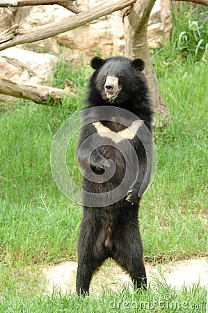 Asiatic black bear Stock Photo