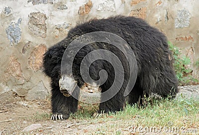 Asiatic Black Bear Stock Photo