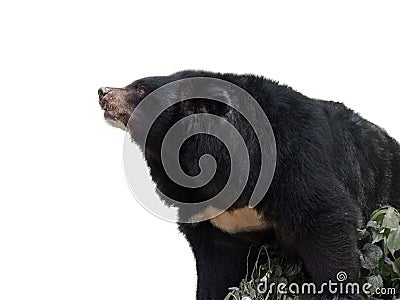 Asiatic black bear Stock Photo