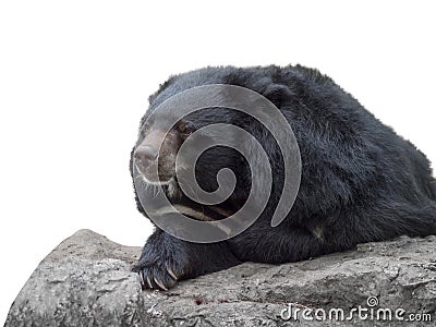 Asiatic black bear Stock Photo