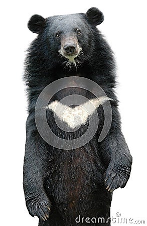 Asiatic black bear Stock Photo