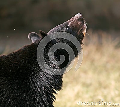 Asiatic Black Bear looks up Stock Photo