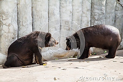 Asiatic black bear at Samut Prakan Crocodile Farm and Zoo, Thailand. Stock Photo