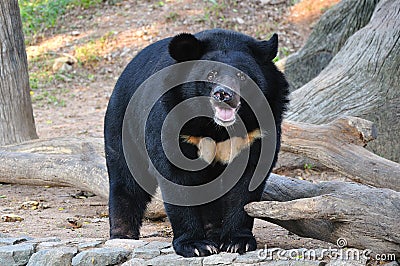 Asiatic black bear Stock Photo