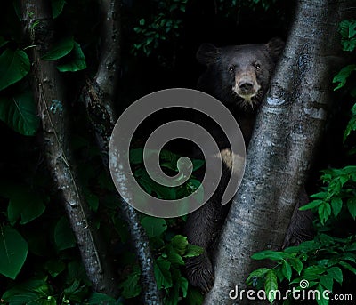 Asiatic black bear in tropical rainforest at night Stock Photo