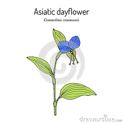 Asiatic dayflower Commelina communis , medicinal plant Vector Illustration