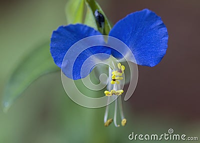 Asiatic Dayflower Mouse Ears - Commelina communis Stock Photo