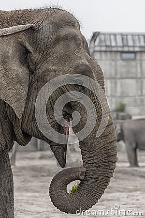 Asiatic Elephant, Elephas maximus Close up Vertical photo Stock Photo