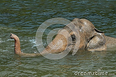 Asiatic elephant (Elephas maximus) Stock Photo