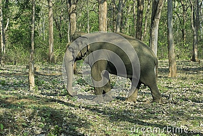 Asiatic elephant- Tuskless bull Stock Photo