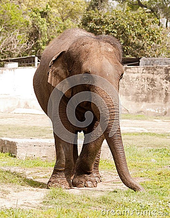 An asiatic elephant Stock Photo