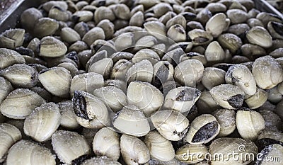Asiatic hard clam at supermarket frozen food cabinet Stock Photo