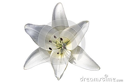Asiatic hybrid lily `Apollo` white flower isolated on white Vector Illustration