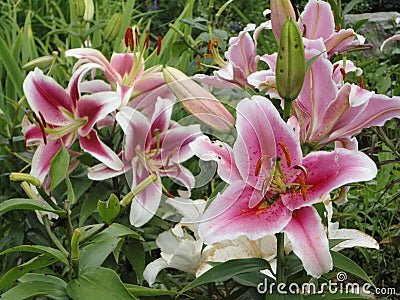 Asiatic lilies Purple Heart Stock Photo