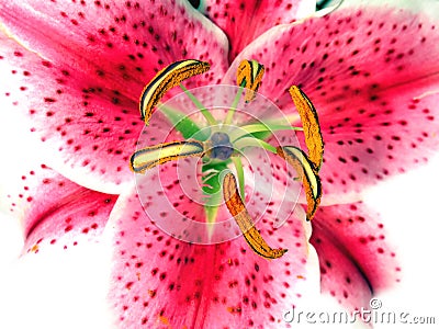 Asiatic Lily Stock Photo