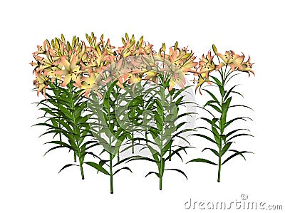 Asiatic Lily Cartoon Illustration