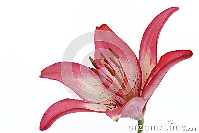 Asiatic lily Stock Photo