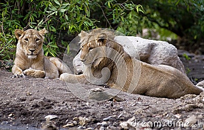 Asiatic lion Stock Photo