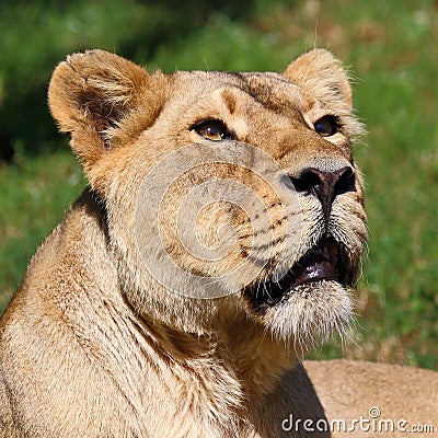 Asiatic Lion Stock Photo