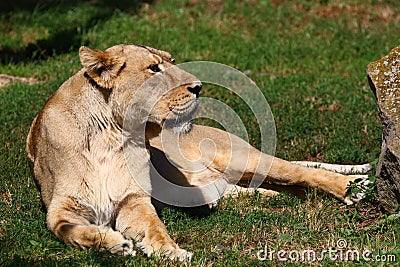 Asiatic Lion Stock Photo