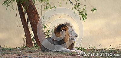 Asiatic Lion Stock Photo