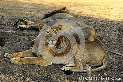 Asiatic Lion, Asiatic Lion family Lion, King Of The Sasan-Gir Forest, National Park, Stock Photo