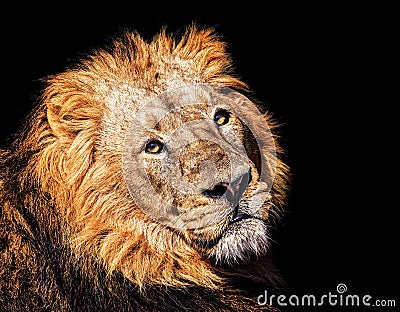 The Asiatic lion Stock Photo