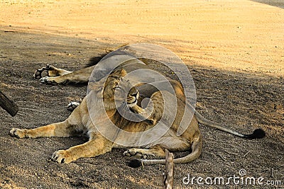 Asiatic Lion, Asiatic Lion family Lion, King Of The Sasan-Gir Forest, National Park, Wildlife, Photography Stock Photo
