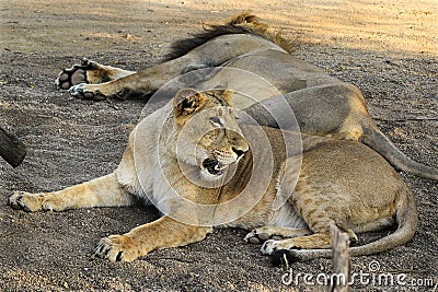 Asiatic Lion, Asiatic Lion family Lion, King Of The Sasan-Gir Forest, National Park, Wildlife, Photography Stock Photo