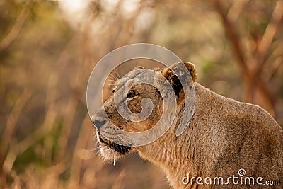 Asiatic lion female Stock Photo