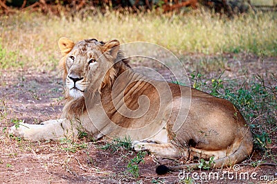 Asiatic Lion at Gir Forest national Park Stock Photo