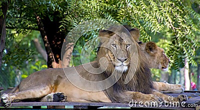 Asiatic Lion and Lioness Stock Photo