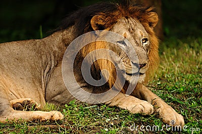 Asiatic Lion male Stock Photo