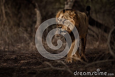 Asiatic lion male in the nature habitat in Gir national park in India Stock Photo