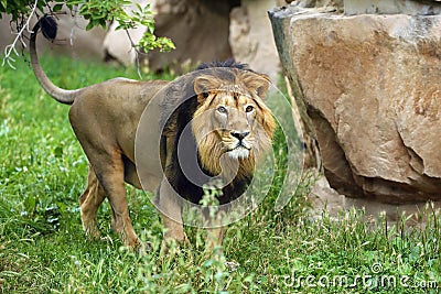 The Asiatic lion Panthera leo leo looks into the lens. A rare Indian lion in captivity at the zoo Stock Photo