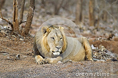 Asiatic Lion or Panthera leo persica, resting in the forest at Gir National Park Gujarat, India Stock Photo