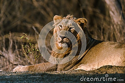 Asiatic Lion resting Stock Photo