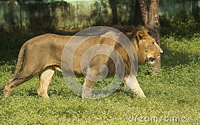 Asiatic Lion Walking Stock Photo