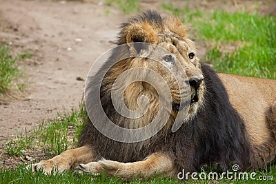 Asiatic lion (Panthera leo persica). Stock Photo